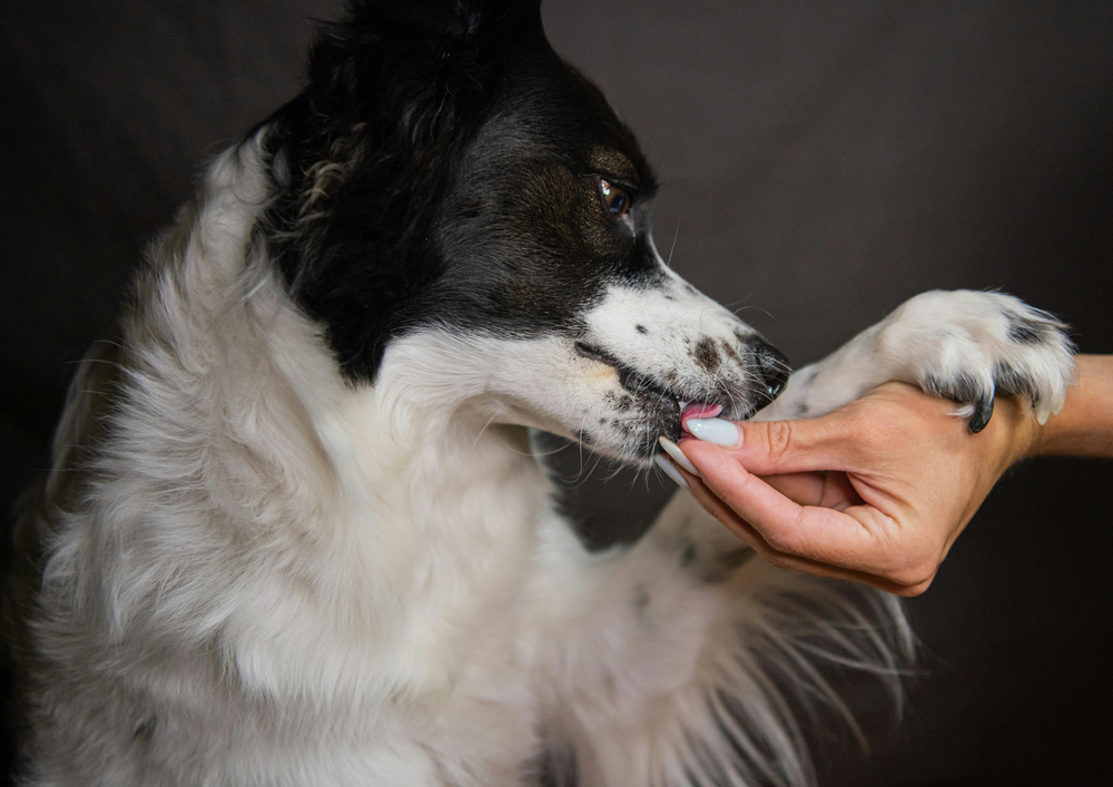 A Pet Owner's Guide to Pet Supplements in Kuwait