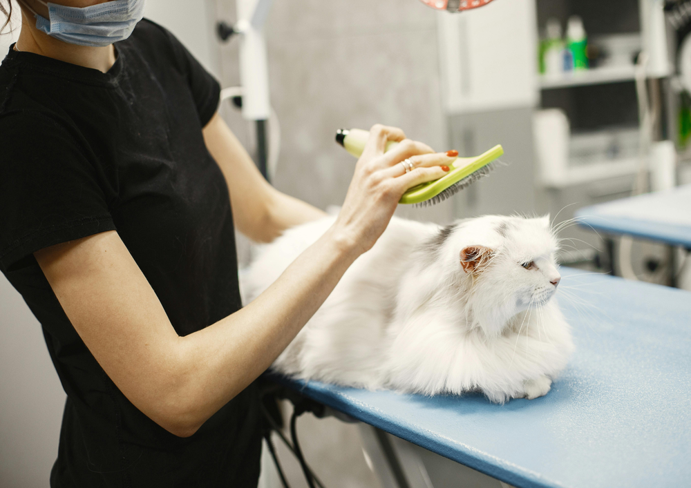 Pet Grooming in Kuwait: Services, Tools, and More