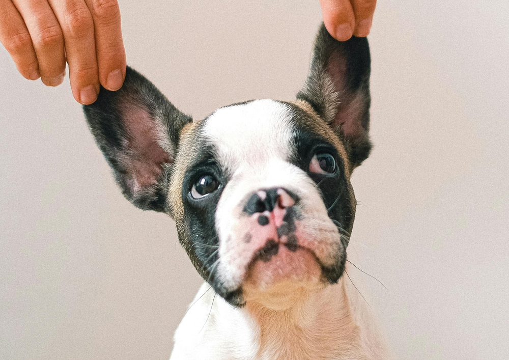 Ear Cleaners and Ear Drops for Dogs & Cats in Kuwait Explained