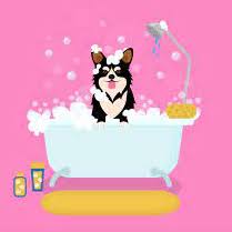 Full Grooming - Medium Dog - Healthy Paws kw - Kuwait