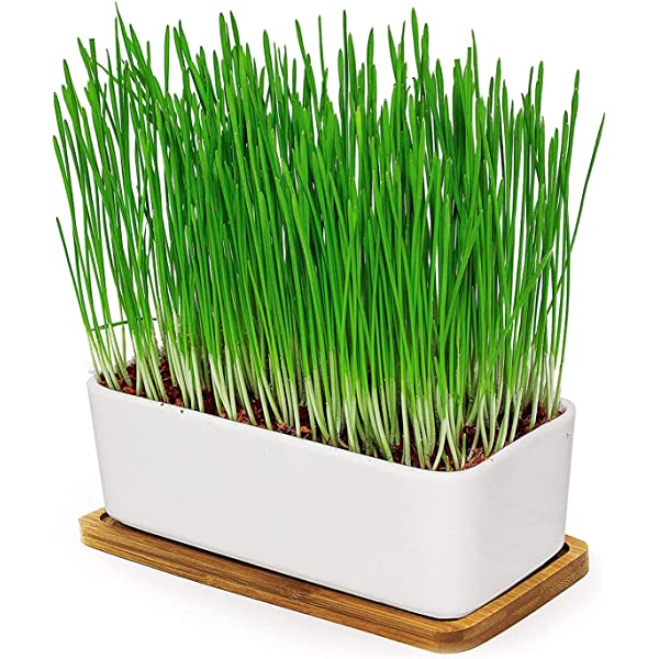 Webbox - Cat Treat - Cat Grass 120g