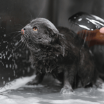 الاستمالة الأساسية - القطط