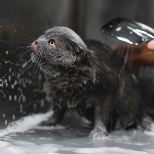 الاستمالة الأساسية - القطط