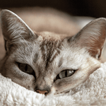 Anal Gland Expression