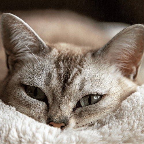 Anal Gland Expression