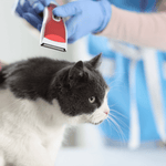 Grooming - Shave & Haircut Only