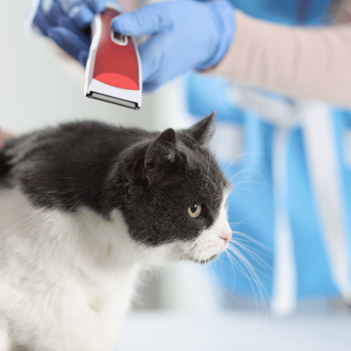 Grooming - Shave & Haircut Only