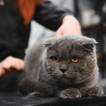 حلاقة الظهر