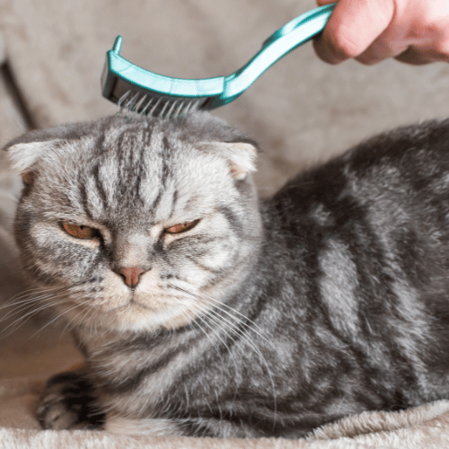 Full Grooming - Cat