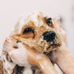 الاستمالة الأساسية - الكلب المتوسط