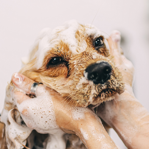 الاستمالة الأساسية - الكلب المتوسط