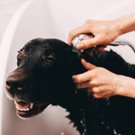 الاستمالة الأساسية - كلب كبير جداً