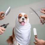 Full Grooming - Large Dog