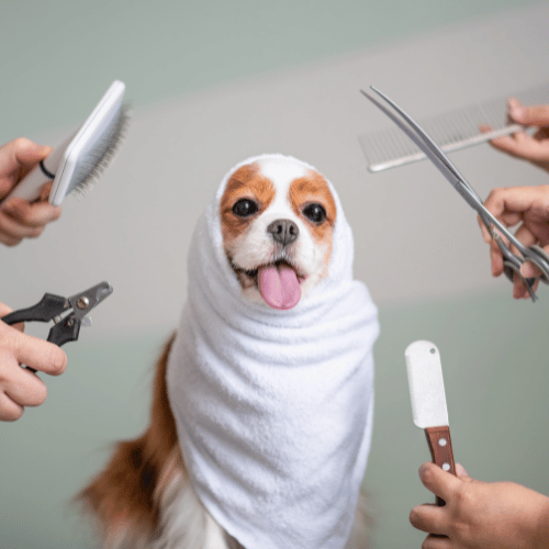 Full Grooming - Large Dog