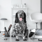 Full Grooming - X Large Dog