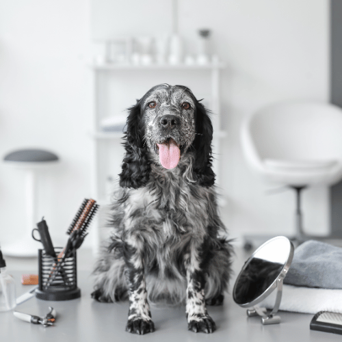 Full Grooming - X Large Dog