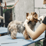 الاستمالة الأساسية - الكلب الصغير