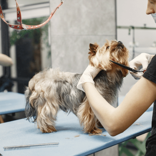 الاستمالة الأساسية - الكلب الصغير