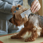 Full Grooming - Small Dog