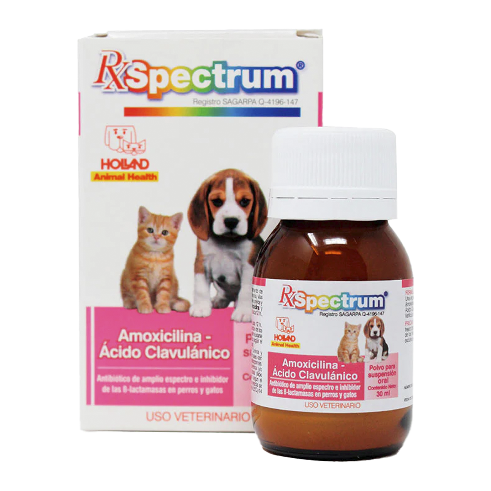 SPECTRUM AMOXICILLIN CLAVULANIC ACID SUSPENSION 30 ML